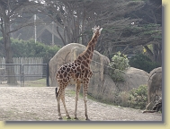 Zoo-Dec2013 (9) * 4896 x 3672 * (6.07MB)